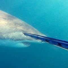 Attaqué par un requin !