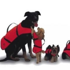 Quel gilet chien pour canoë-kayak ?