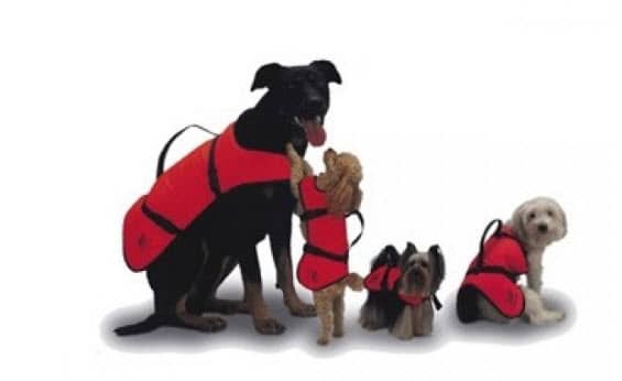 gilet chien pour canoë kayak